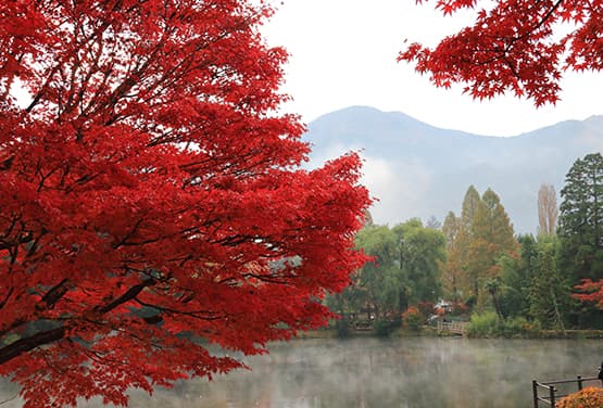 九州楓情~浮羽稻荷神社、湯布院、熊本城、雙溫泉五日
