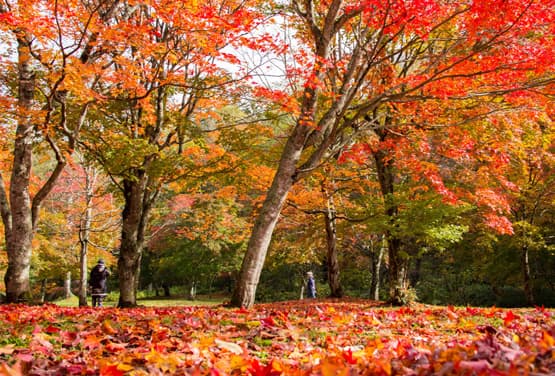 北海道金秋五日~紅葉谷︱福園山莊︱北大銀杏︱花火︱和牛三大蟹