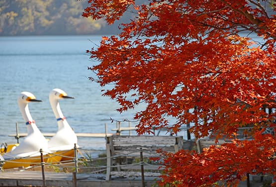 北海道秋限量~蟹腳放題.小樽漫遊.洞爺湖.升等一晚度假村五日