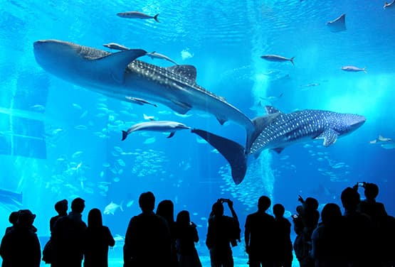 樂遊沖繩~海洋博水族館.玉泉洞太鼓秀.半潛艇
