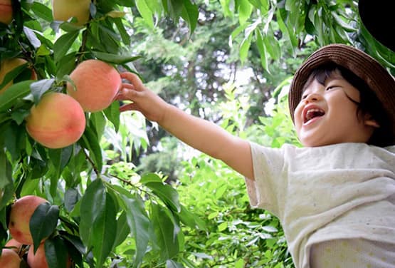 仲夏四國~採果樂.鳴門漩渦.倉敷美觀.阿波舞.向日葵花海五日
