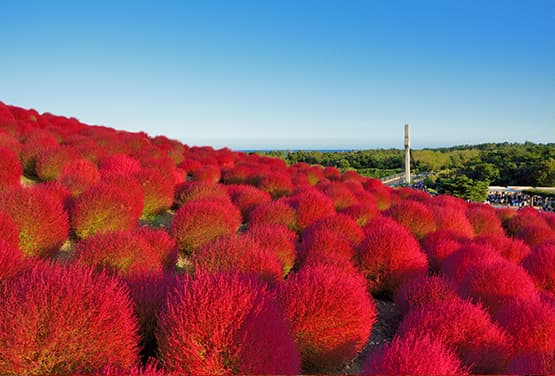 東京療癒秋楓~海上鳥居.掃帚草.長瀞溪谷.高尾山.溫泉五日