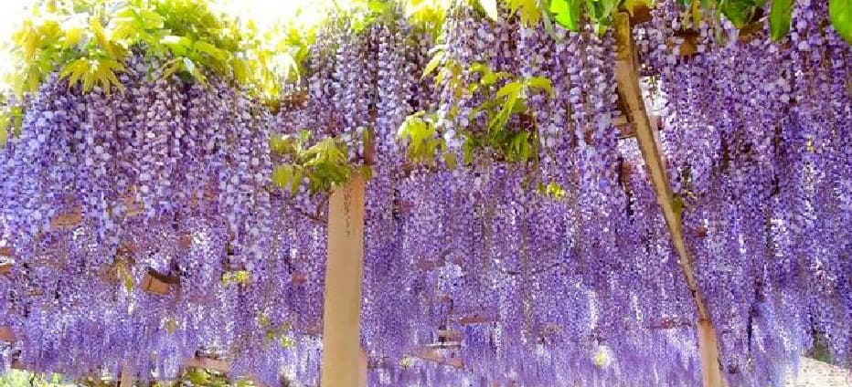 東北紫藤花物語~銀山溫泉.大內宿.鶴城.長井線列車五日