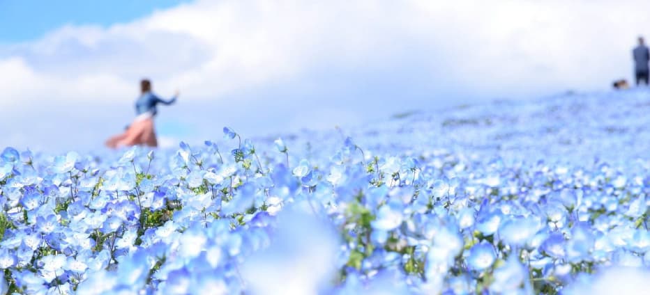 花見紫藤花瀑~夢幻足利紫藤．芝櫻之丘．海濱粉蝶花．雙溫泉五日