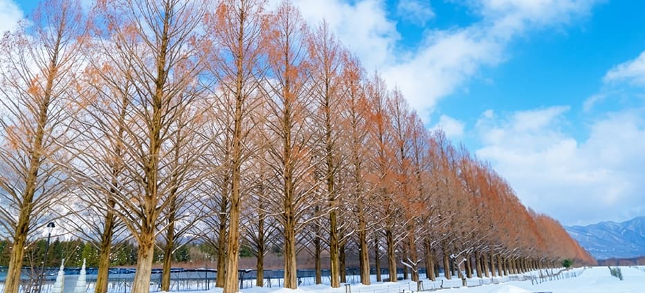 關西冬雪~八幡堀.清水寺.平等院.林蔭大道.美山合掌村五日