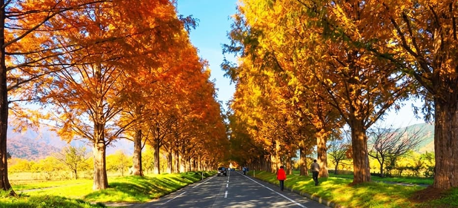 關西楓紅物語~鐵道賞楓‧璀璨林蔭大道‧永觀堂‧貴船神社五日