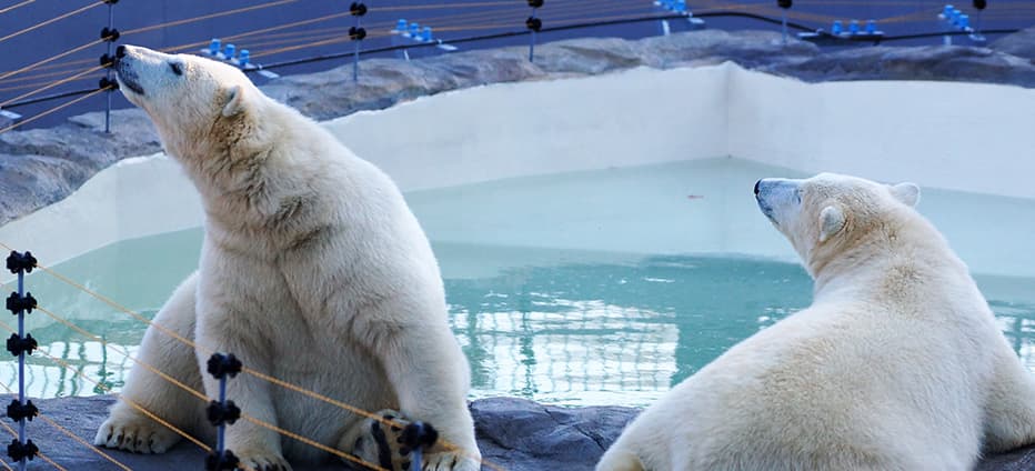 【北海道】神居古潭．旭山動物園．砂湯體驗．上野美學花園五日