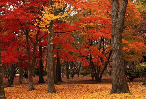 北海道紅葉經典~函館夜景.尼克斯.三大蟹五日(函/旭)