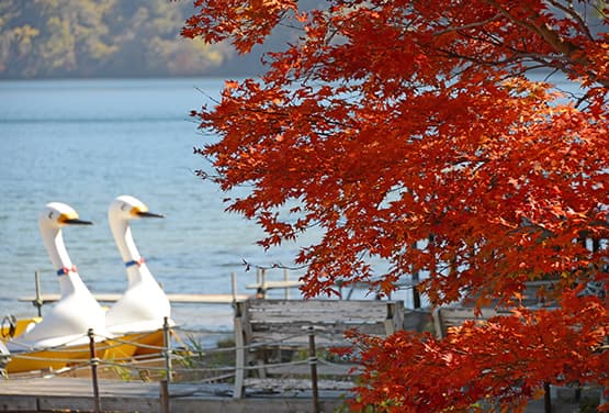 北海道紅葉最超值~浪漫小樽.定山溪.銀杏大道五日(旭/旭)