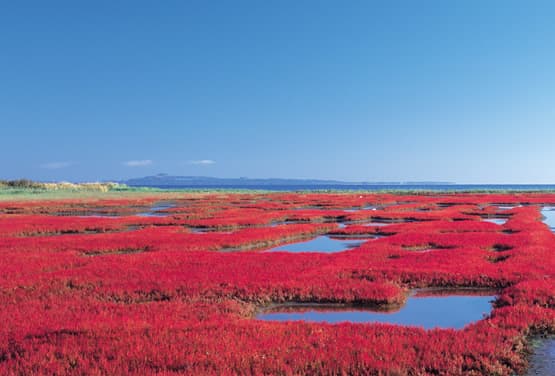 北海道秘境之旅~超萌狐狸.能取湖.秘境五色沼五日(旭/旭)