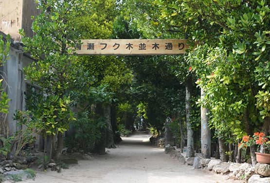 虎愛沖繩~備瀨福木林道.水族館.奧武貓咪島.OUTLET四日